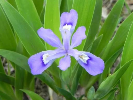Crested Wild Iris Bare Root Plant - 10 Roots - Outdoor Garden Flower - Image 2