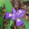 Crested Wild Iris Bare Root Plant - 10 Roots - Outdoor Garden Flower - Image 1