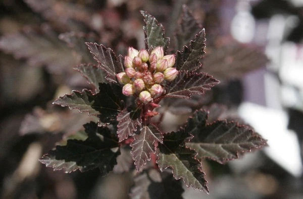 Crimson Diablo Ninebark Shrub - Live Plant - 2.5" Pot - Outdoor - Image 2