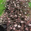 Crimson Diablo Ninebark Shrub - Live Plant - 2.5" Pot - Outdoor - Image 1