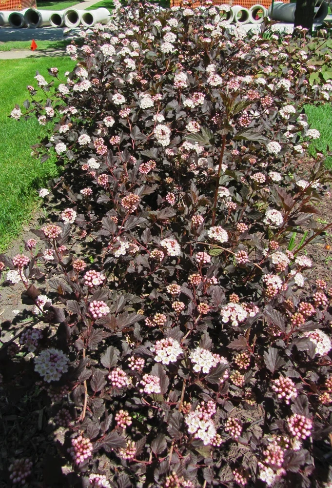 Crimson Diablo Ninebark Shrub - Live Plant - 2.5" Pot - Outdoor - Image 1