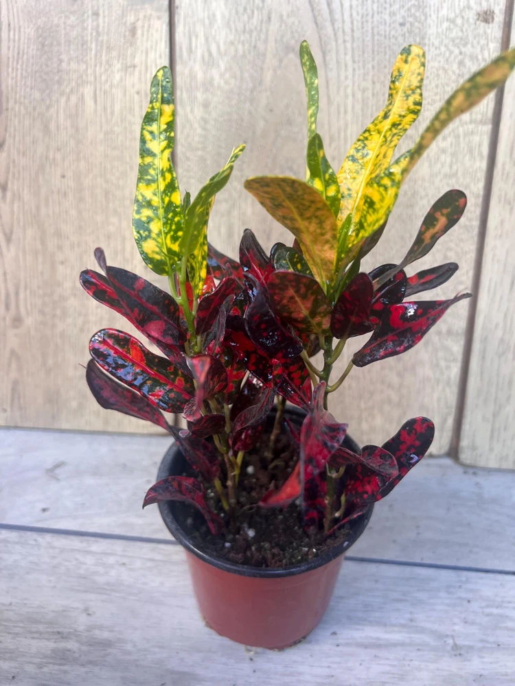 Croton Batik Live Plant – 4 inch Pot – Indoor Houseplant – Vibrant Foliage - Cannot ship to CA - Image 2