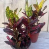 Croton Batik Live Plant – 4 inch Pot – Indoor Houseplant – Vibrant Foliage - Cannot ship to CA - Image 1