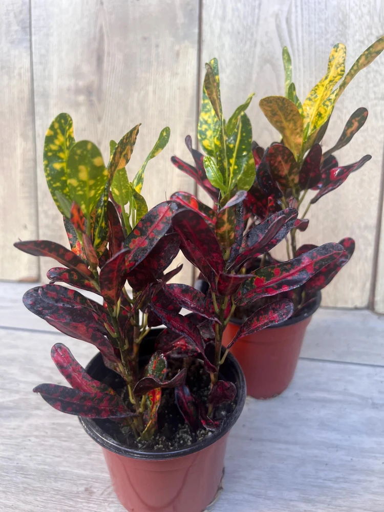 Croton Batik Live Plant – 4 inch Pot – Indoor Houseplant – Vibrant Foliage - Cannot ship to CA - Image 1