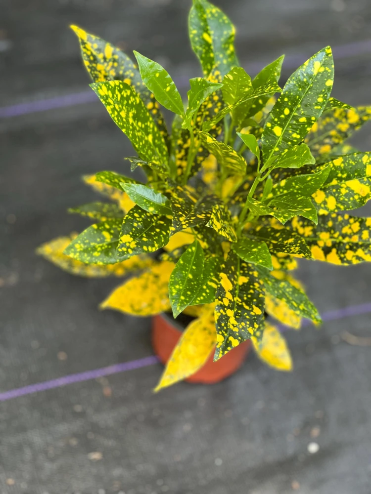 Croton Gold Star Live Plant 4" Pot - Indoor & Outdoor Tropical Shrub - Cannot ship to CA - Image 2