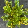 Croton Gold Star Live Plant 4" Pot - Indoor & Outdoor Tropical Shrub - Cannot ship to CA - Image 1