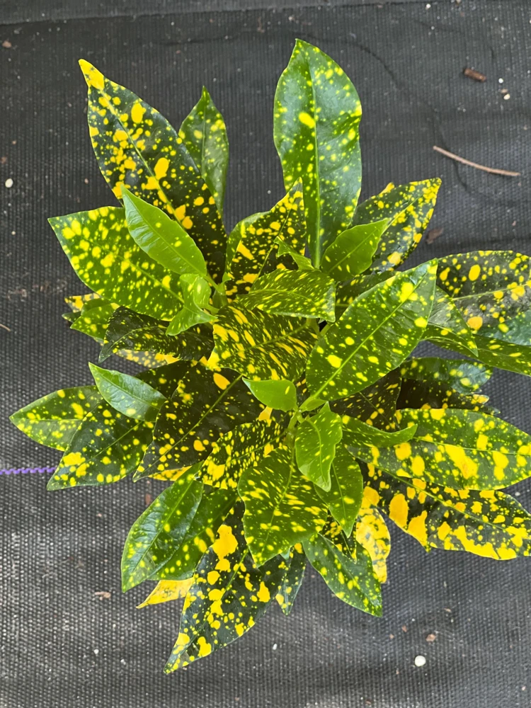 Croton Gold Star Live Plant 4" Pot - Indoor & Outdoor Tropical Shrub - Cannot ship to CA - Image 1