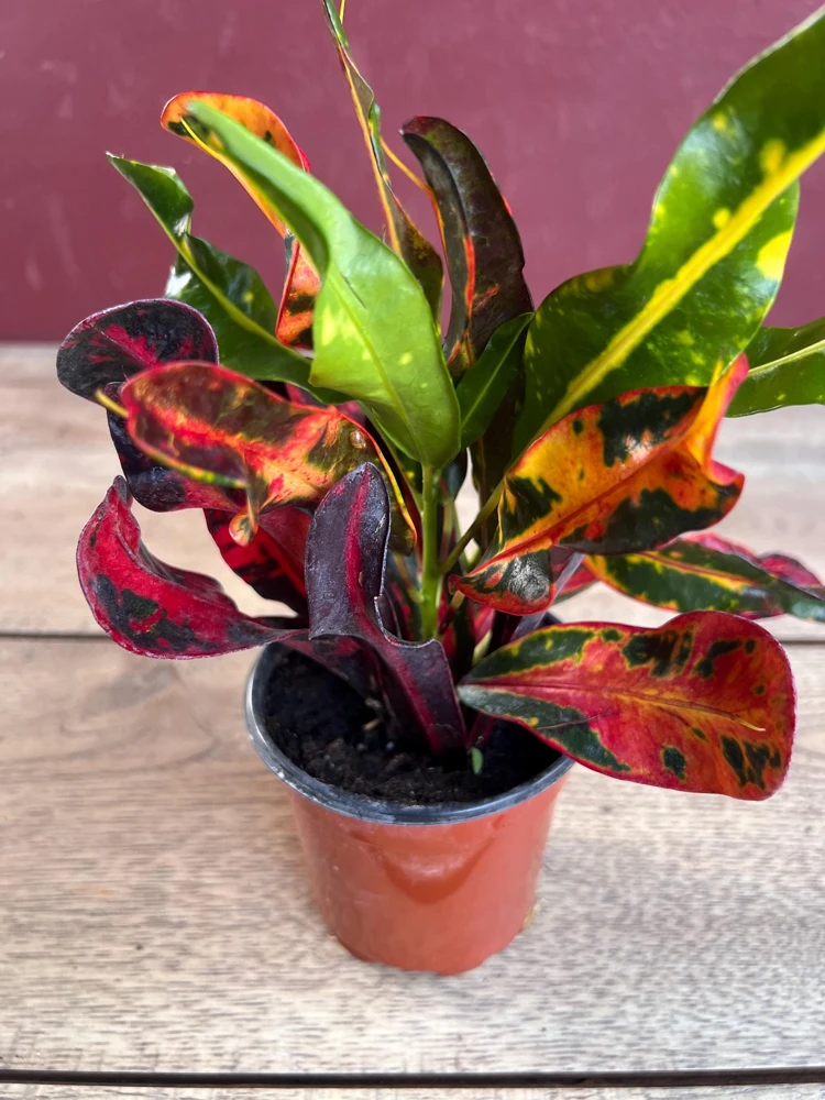 Croton Mamey Live Plant - 4 inch Pot - Indoor/Outdoor Foliage - Cannot ship to CA - Image 2