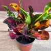 Croton Mamey Live Plant - 4 inch Pot - Indoor/Outdoor Foliage - Cannot ship to CA - Image 1