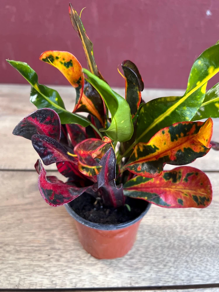 Croton Mamey Live Plant - 4 inch Pot - Indoor/Outdoor Foliage - Cannot ship to CA - Image 1