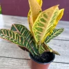 Croton Petra Live Plant – 4" Pot – Vibrant Indoor/Outdoor Houseplant - Cannot ship to CA - Image 3