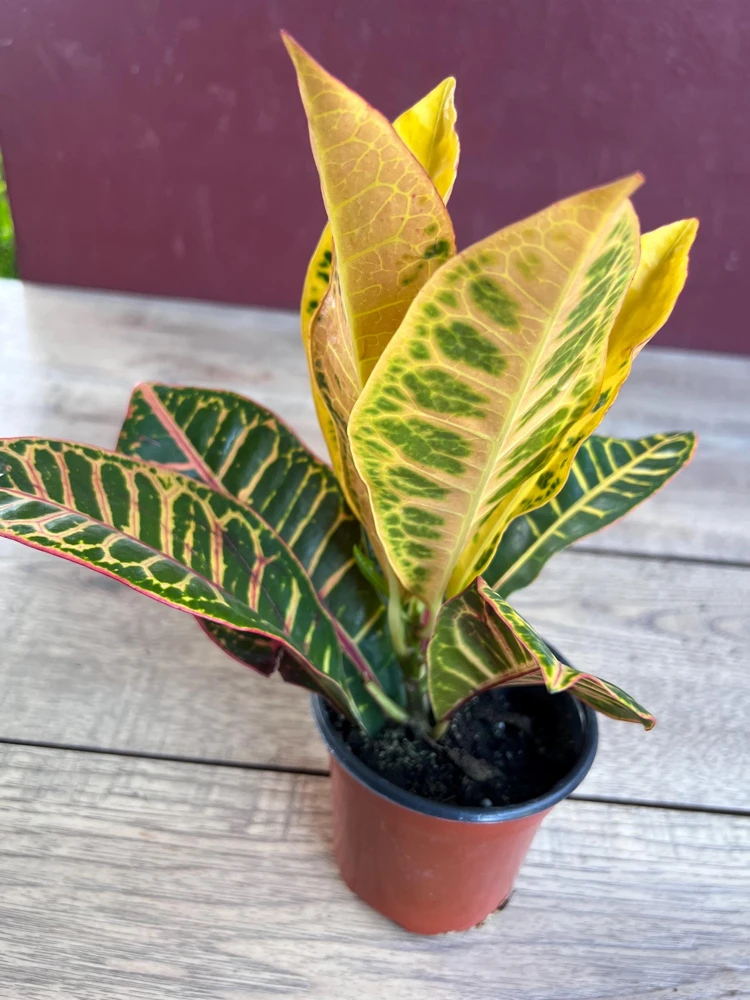 Croton Petra Live Plant – 4" Pot – Vibrant Indoor/Outdoor Houseplant - Cannot ship to CA - Image 3