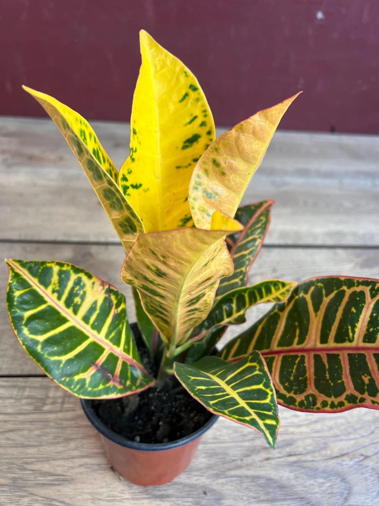 Croton Petra Live Plant – 4" Pot – Vibrant Indoor/Outdoor Houseplant - Cannot ship to CA - Image 4