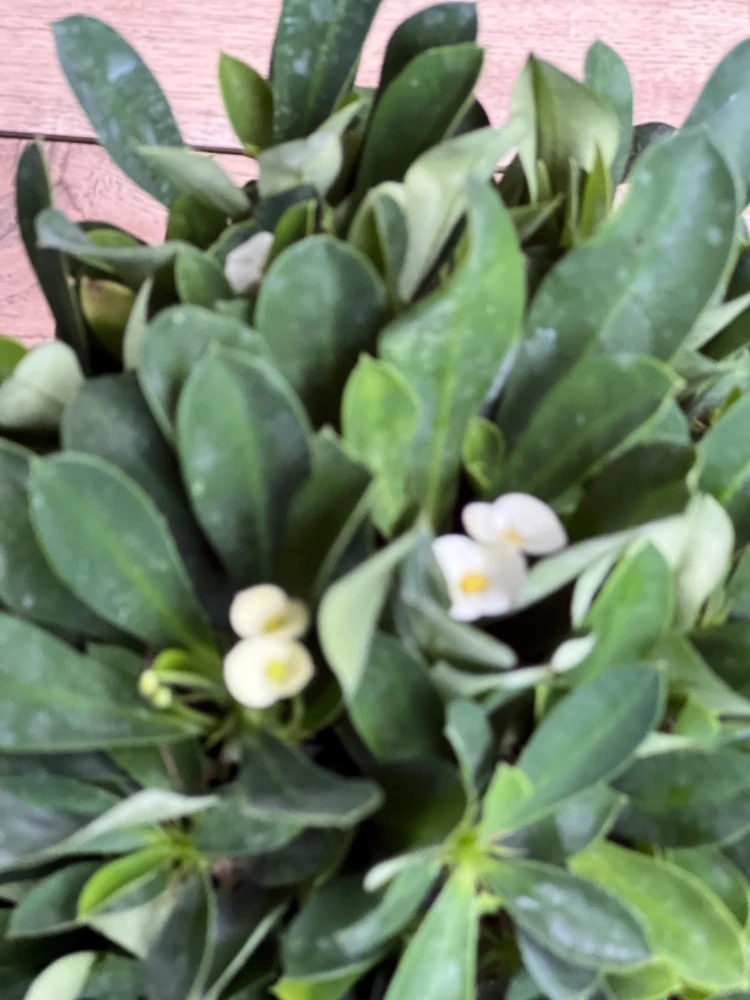 Crown of Thorns Live Plant White - Euphorbia milii Succulent in 6" Pot - Cannot ship to CA - Image 2