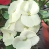 Crown of Thorns Live Plant White - Euphorbia milii Succulent in 6" Pot - Cannot ship to CA - Image 1
