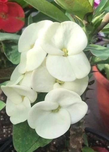 Crown of Thorns Live Plant White - Euphorbia milii Succulent in 6" Pot - Cannot ship to CA - Image 1