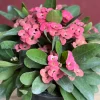 Crown of Thorns Pink Live Plant, Euphorbia milii, 6 inch Pot, Indoor/Outdoor - Cannot ship to CA - Image 1