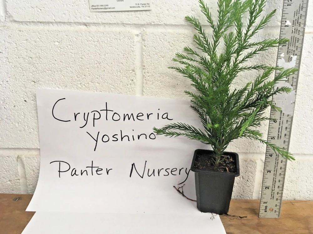Cryptomeria Yoshino Japanese Cedar Live Plant - Evergreen Tree - qt Pot - Image 2