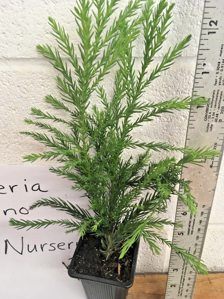 Cryptomeria Yoshino Japanese Cedar Live Plant - Evergreen Tree - qt Pot - Image 3