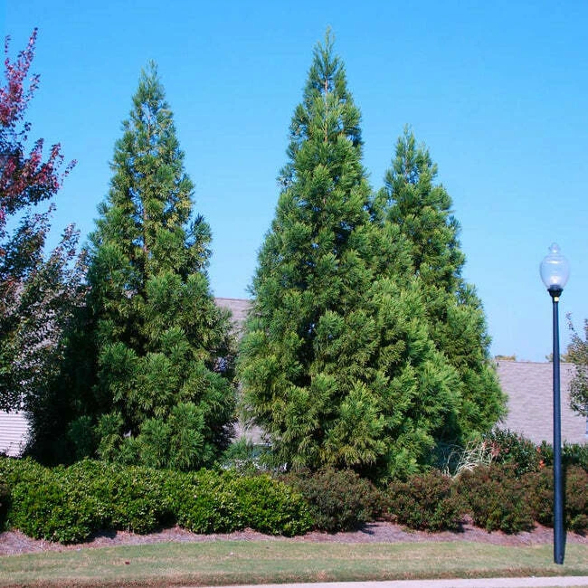 Cryptomeria Yoshino Japanese Cedar Live Plant - Evergreen Tree - qt Pot - Image 4