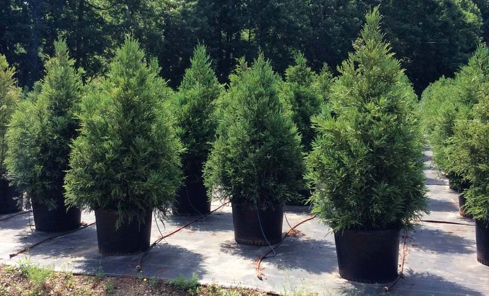 Cryptomeria Yoshino Japanese Cedar Live Plant - Evergreen Tree - qt Pot - Image 5