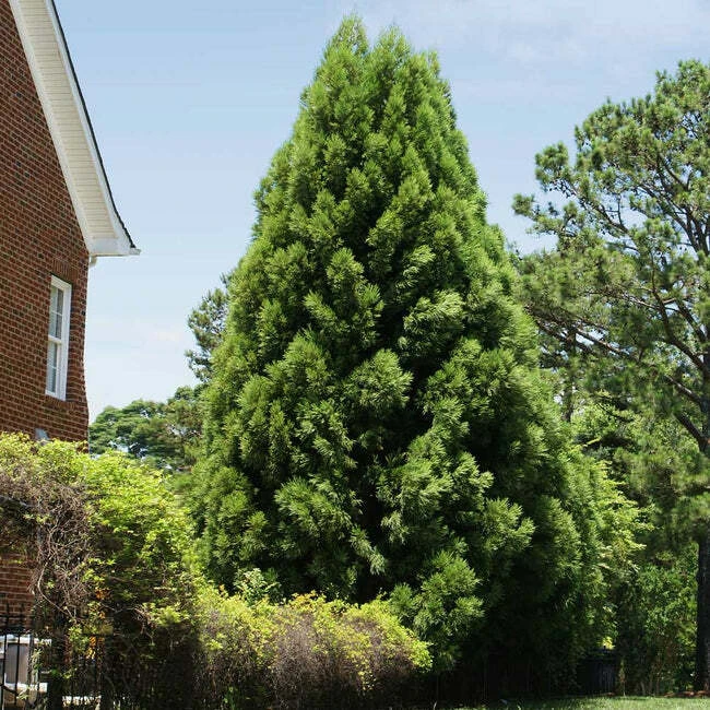 Cryptomeria Yoshino Japanese Cedar Live Plant - Evergreen Tree - qt Pot - Image 1
