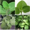 Cuban Oregano Live Plant - 2 Well Rooted Stems, 5-7 inches, Indoor/Outdoor Herb - Image 1