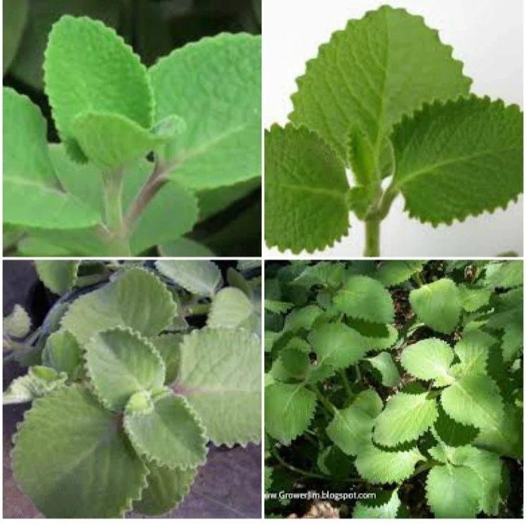 Cuban Oregano Live Plant - 2 Well Rooted Stems, 5-7 inches, Indoor/Outdoor Herb - Image 1