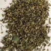 Cuban Oregano Live Plant - 4 inch Tall - Culinary Herb - Plectranthus amboinicus - Image 1