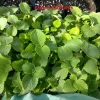 Cuban Oregano Live Plant - 4" Pot - Plectranthus amboinicus Culinary Herb - Image 1