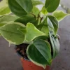 Cupid Peperomia Mix Live Plant - Green & Variegated Trailing Vine, 4 inch Pot - Image 1