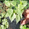 Cupid Peperomia Variegata Live Plant – Trailing Vine – 4 inch pot – Indoor/Outdoor - Image 1