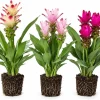 Curcuma Ginger Mix Live Plants – Set of 3 – 4-8 Inch Tall – Tropical Garden - Image 1