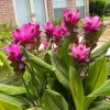 Curcuma Siam Shadow Live Plant - 3-6" Tall - Purple Pink Tropical Ginger Flower - Image 1