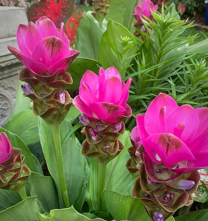 Curcuma Siam Shadow Live Plant - Purple Pink Tropical Ginger Flower - 3-6" Tall - Image 2