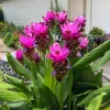 Curcuma Siam Shadow Live Plant - Purple Pink Tropical Ginger Flower - 3-6" Tall - Image 1