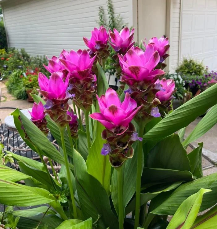 Curcuma Siam Shadow Live Plant - Purple Pink Tropical Ginger Flower - 3-6" Tall - Image 1