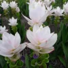Curcuma Siam Sisco Live Plant - Tropical Ginger Flower, 3-6" Tall, Curcuma alismatifolia - Image 1