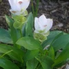 Curcuma Siam Sisco Live Plant - Tropical Ginger Flower, 3-6" Tall, Bare Root - Image 1