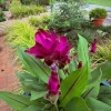 Curcuma Siam Skyline Live Plant - 3-6" Tall Tropical Ginger Flower for Garden & Container - Image 1