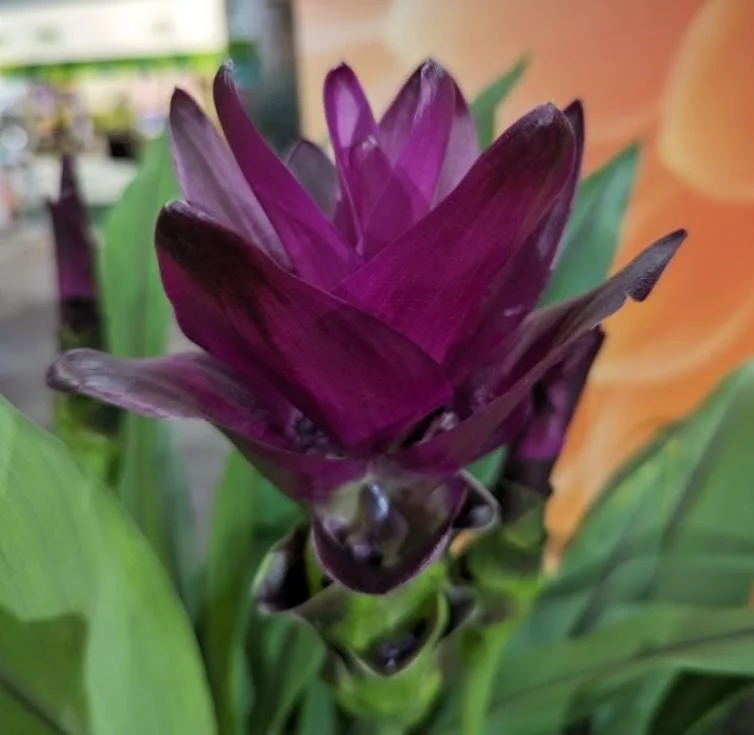 Curcuma Siam Skyline Live Plant - Tropical Ginger Flower, 3-6" Tall, Bare Root, Indoor/Outdoor - Image 2