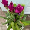 Curcuma Siam Skyline Live Plant - Tropical Ginger Flower, 3-6" Tall, Bare Root, Indoor/Outdoor - Image 1