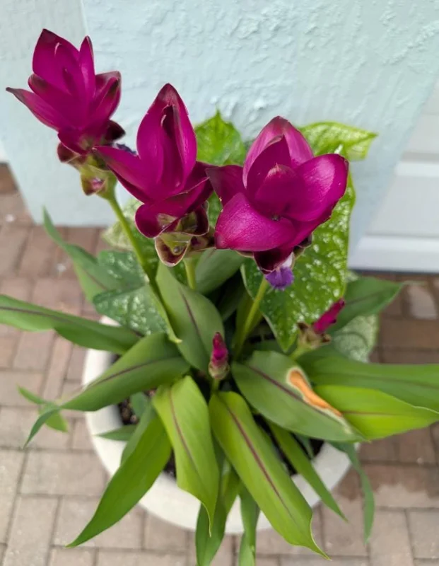 Curcuma Siam Skyline Live Plant - Tropical Ginger Flower, 3-6" Tall, Bare Root, Indoor/Outdoor - Image 1