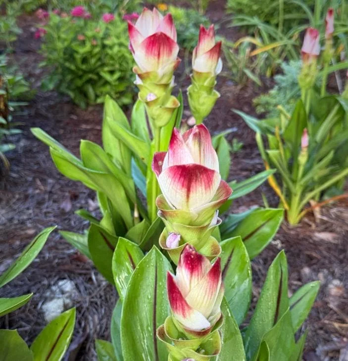 Curcuma Siam Solar Live Plant - 3-6" Tall Tropical Ginger Flower for Garden & Containers - Image 2