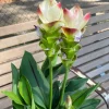 Curcuma Siam Solar Live Plant - 3-6" Tall Tropical Ginger Flower for Garden & Containers - Image 1