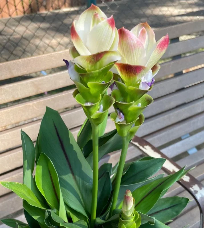 Curcuma Siam Solar Live Plant - 3-6" Tall Tropical Ginger Flower for Garden & Containers - Image 1