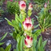Curcuma Siam Solar Live Plant - Tropical Ginger Flower, 3-6" Tall, Ornamental for Garden & Containers - Image 1