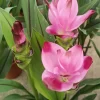 Curcuma Siam Splash Live Plant – Tropical Ginger Flower, 3-6" Tall, Bare Root, Outdoor - Image 1