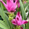 Curcuma Siam Splash Live Plant - Tropical Ginger Flower - 3-6" Tall - Outdoor Perennial - Image 1