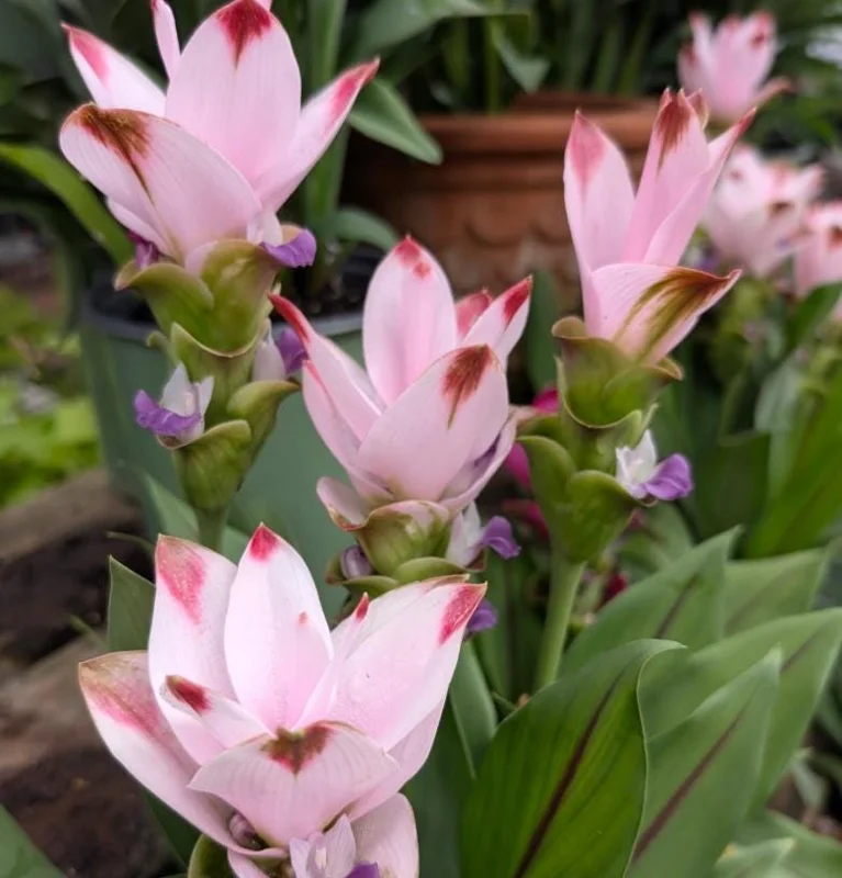 Curcuma Siam Swing Live Plant - Tropical Ginger Flower - 3-6" Tall - Ornamental Ginger for Garden & Container - Image 2